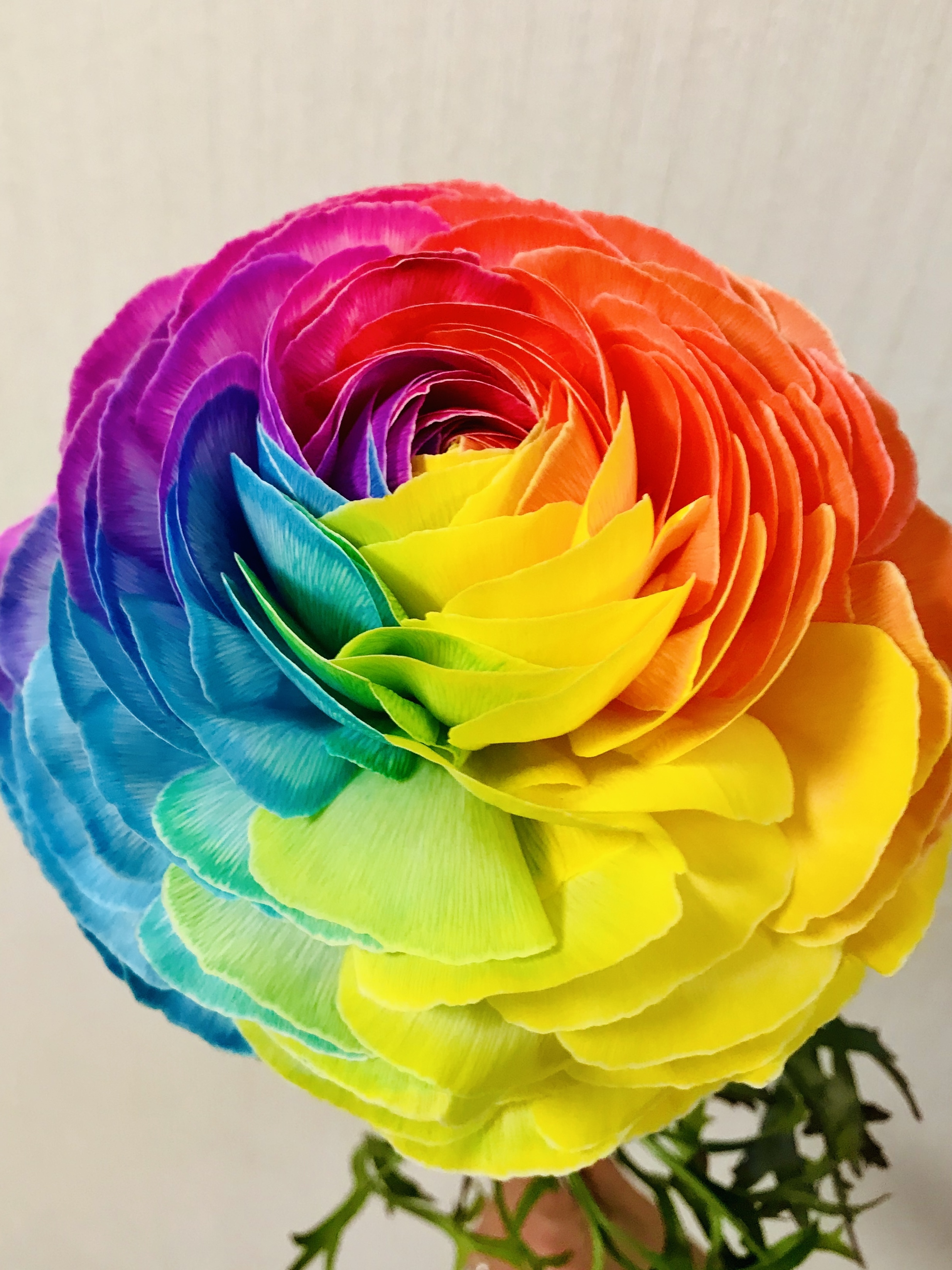 彩色花の作品イメージ 3